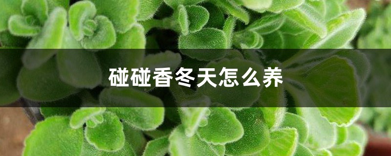 碰碰香冬天怎么养